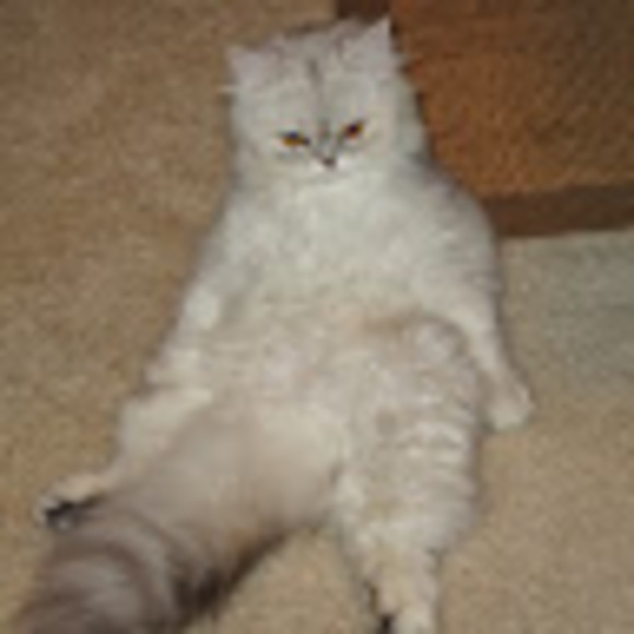 umbrichtkitty